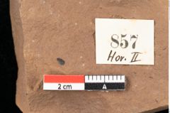 Foto (Detailsansicht) von Quercus palaeoilex Ettingshausen (NHMW-GEO-2024-0188-0857)